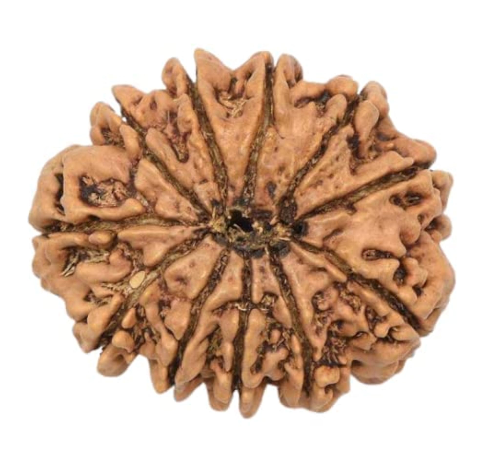 AAA+++ Quality Nepal Rudraksha Bead, Certified Natural Gemstone